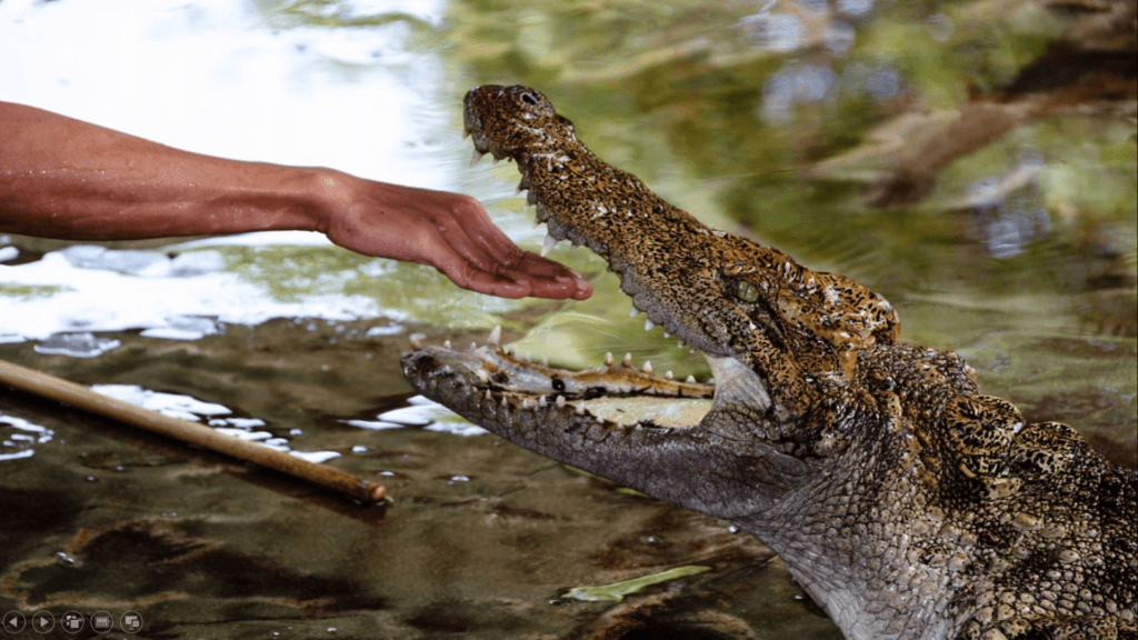 Aligator about to eat a human hand