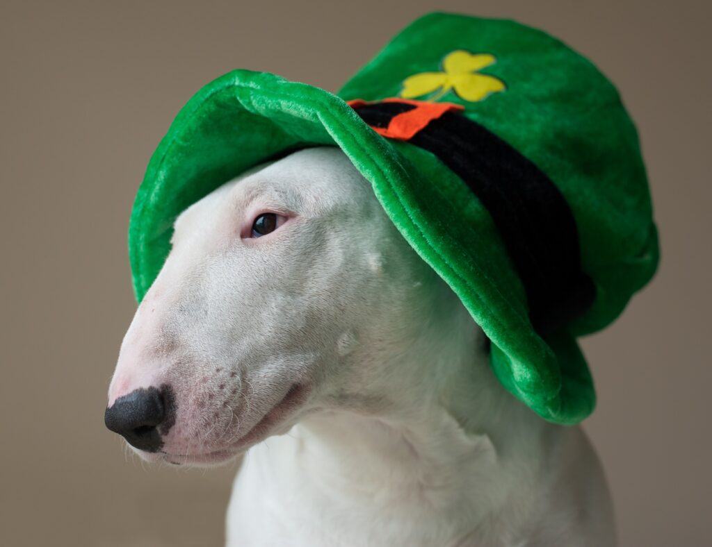 Dog in a Irish Hat