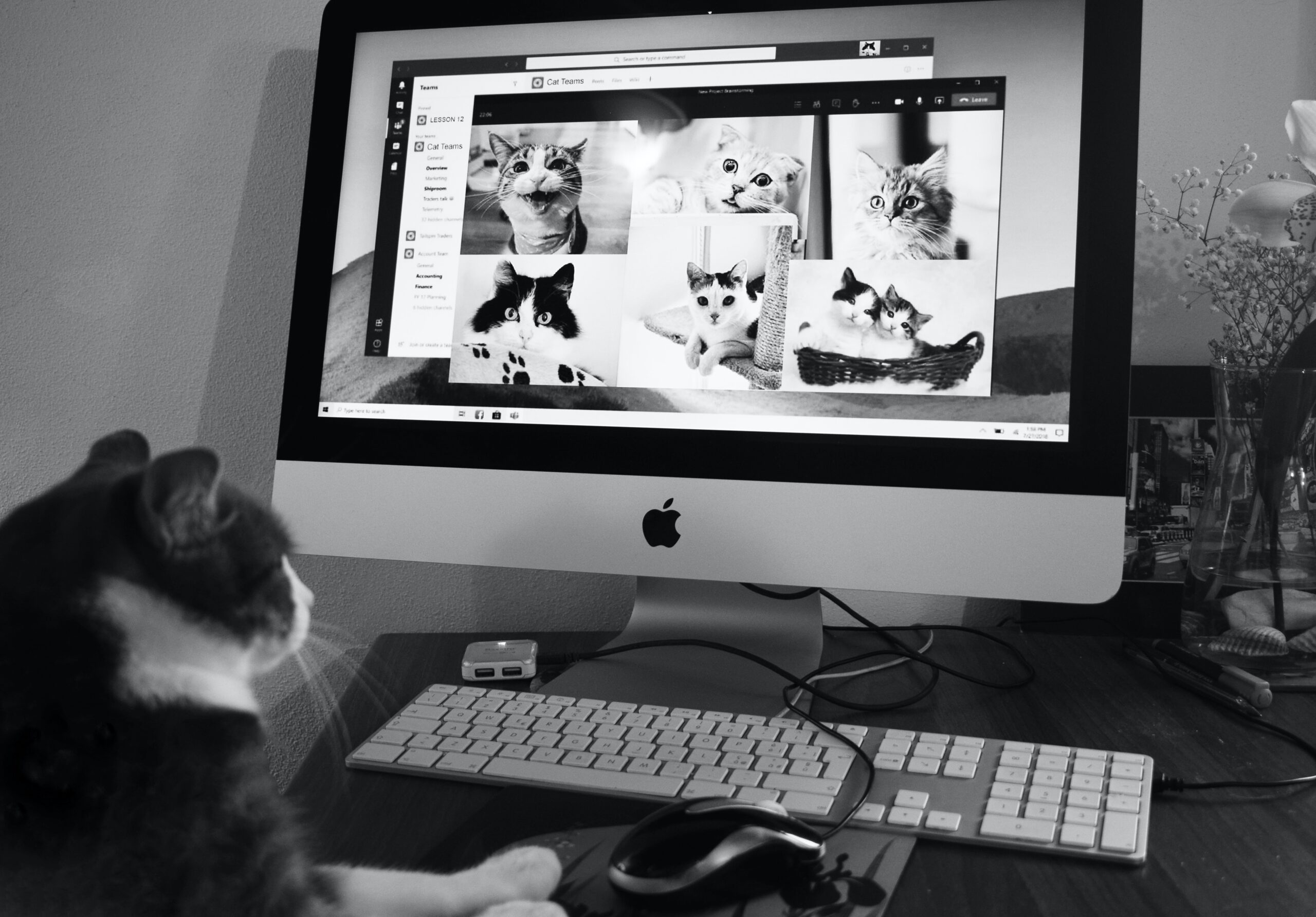 cat on a video conference with other cats